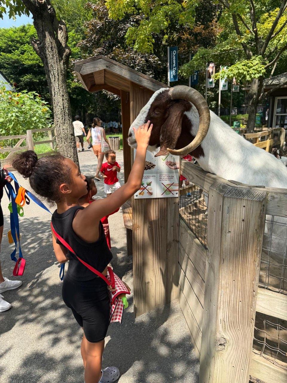 A child gently petting a goat during a zoo field trip